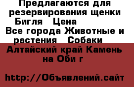 Предлагаются для резервирования щенки Бигля › Цена ­ 40 000 - Все города Животные и растения » Собаки   . Алтайский край,Камень-на-Оби г.